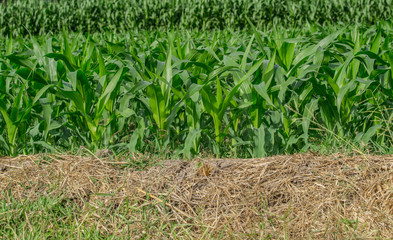 Obraz premium Green corn field in agricultural garden