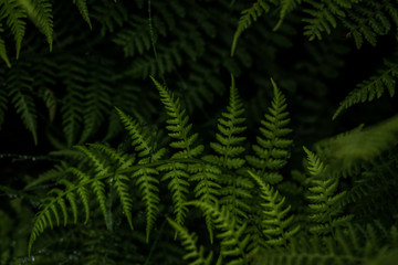Abstract ferns