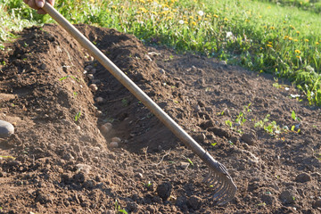 View of burying of young potatoes by hand into the ground with a rake in garden