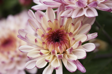 Fototapeta premium chrysanthemum flower, macro shot