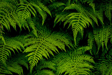 Green ferns