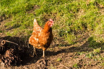 English Free Range Chicken