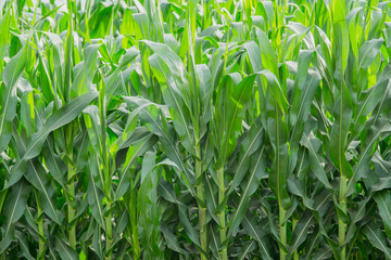 Obraz premium Green corn field in agricultural garden