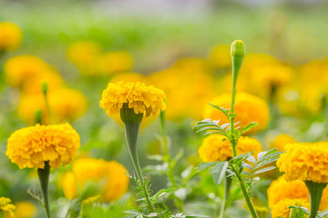 Obraz premium Żółte kwiaty nagietka w ogrodzie (nagietek)