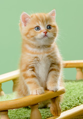 Little kitten breed Scottish, the red marble coloring.