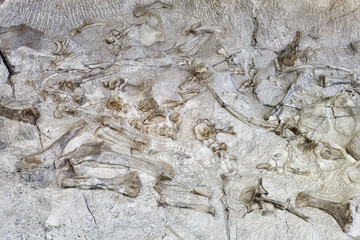 Dinosaur skeletons in Dinosaur National Monument, Utah, USA