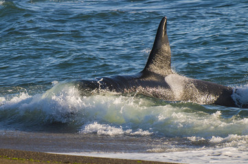 Naklejka premium Killer whale, patagonia . Argentina