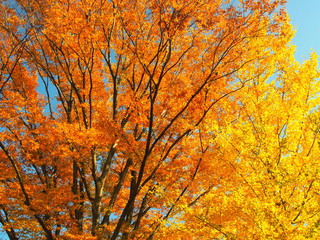 秋の欅と銀杏