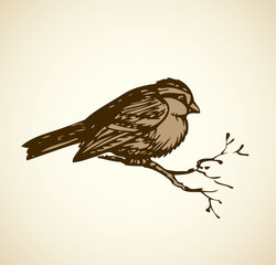 Obraz premium Vector drawing. Tits, sparrows and bullfinches on branches