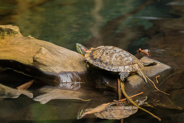 Red-eared slider, red-eared terrapin turtle with red stripe near ears resting on wooden log above...