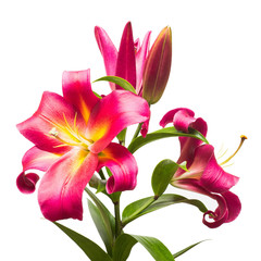 Beautiful bouquet of pink lilies isolated on white background