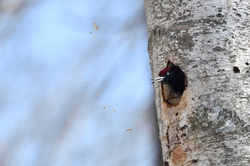 クマゲラの巣作り