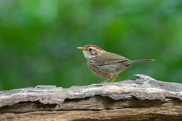 Puff-throated spotted Babbler bird in brown with streaks on breast  and belly, walking on dried wooden log with blurred green forest background (Pellorneum ruficeps)