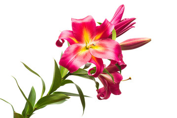 Beautiful bouquet of pink lilies isolated on white background