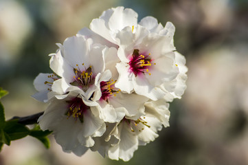 Fiore di Mandorlo con Ape, Bombo, Mosca