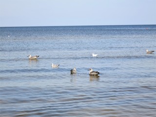 чайки на море около берега 