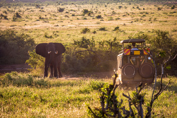 Elephant attacks a jepp in the natural reserve of Tsavo