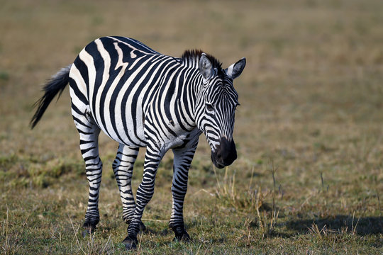 Fototapeta herd of zebra