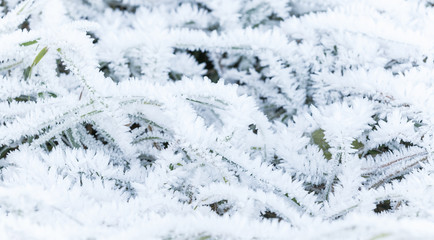 Fresh frost covers green grass