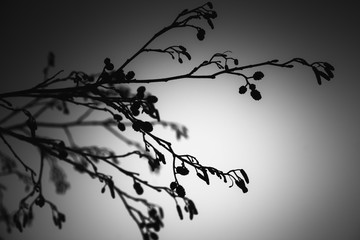Alder tree branches, black and white