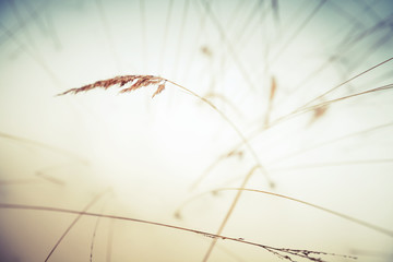Frozen reed with colorful shadows
