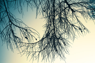 Branches of larch tree over empty sky