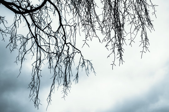 Branches of leafless bare tree