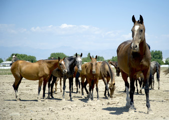 Akhal-Teke horses