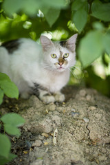 Fototapeta premium Cat