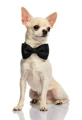 Male Chihuahua on white background