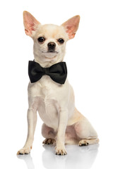 Male Chihuahua on white background