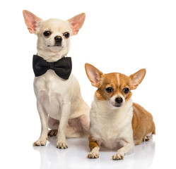 Dog family, Chihuahua on white background