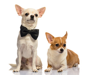 Dog family, Chihuahua on white background