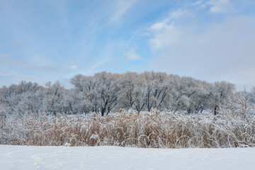 Snowy trees in sunny winter morning. North Europe.
