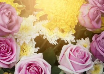 fresh beautiful pink rose and fragrance for love and yellow with