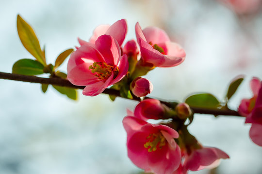 Beautiful quince flowers