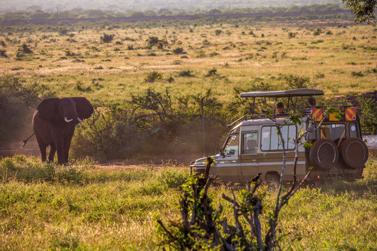 Fototapeta Elephant attacks a jepp in the natural reserve of Tsavo