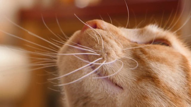 Orange tabby cat meowing angry