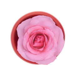 fresh beautiful pink rose petal and aroma with drop of water for