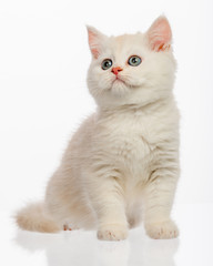Cute little kitten on white