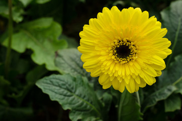 Beautiful gerbera flower