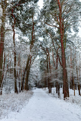 Snowy path in coniferous forest. North Europe.