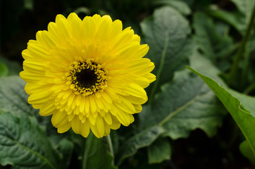 Beautiful gerbera flower