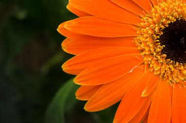 Beautiful gerbera flower