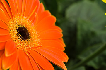 Beautiful gerbera flower