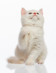 Cute little kitten on white