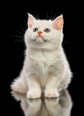 Cute little kitten on black