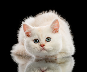 Cute little kitten on black