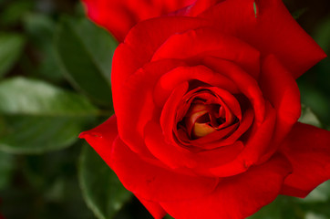 Red Rose beautiful for Valentines Day background