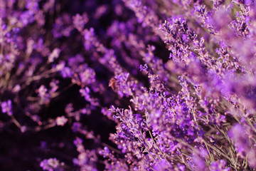 Lavender field in sunlight   